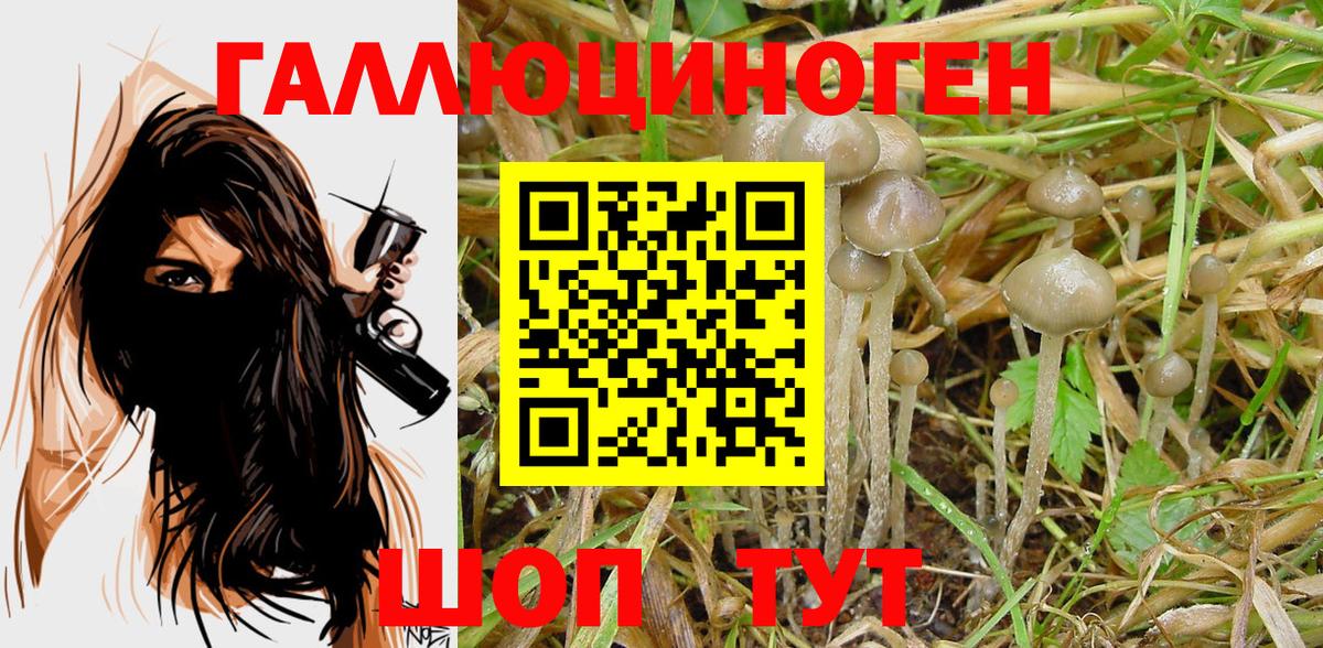 Галлюциногенные грибы MAGIC MUSHROOMS  как найти   Карачаевск  Вход с VPN 
